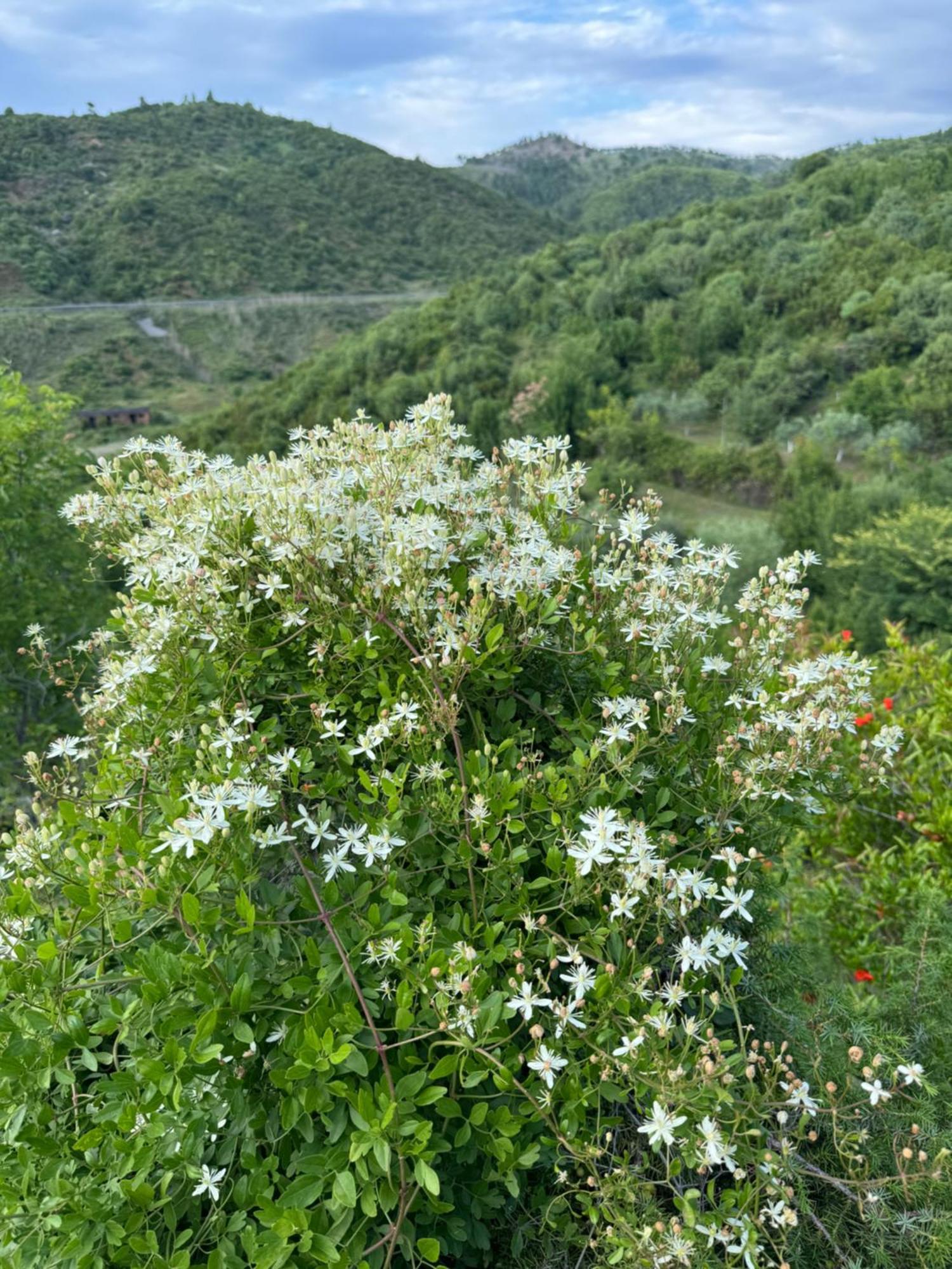 Qyteza Guest House & Camping Shkodër Extérieur photo